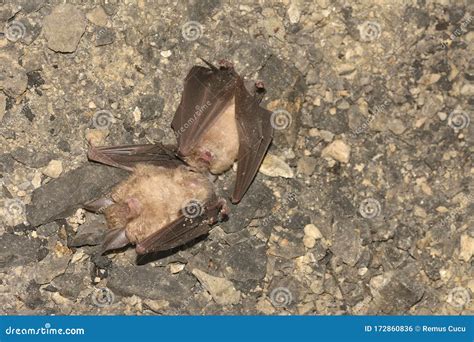 dead bats lesser horseshoe bat rhinolophus hipposideros