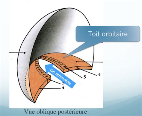 Anatomie De La T Te Et Du Cou I Flashcards Quizlet