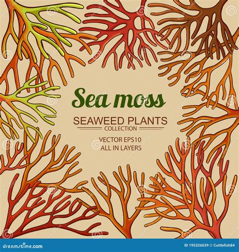 Sea Moss Frame Stock Vector Illustration Of Kelp Moss 195326039