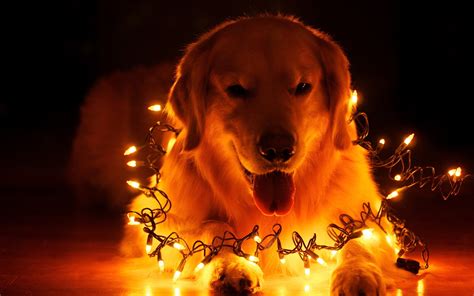 Christmas Dog Computer Wallpaper Picture - WallpaperSafari