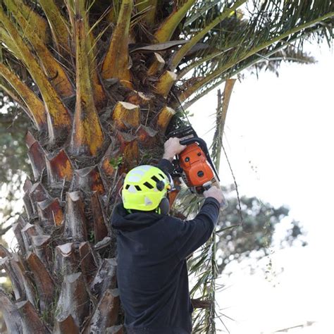 Wellington Arborist Qualified And Experienced Urban Tree Services