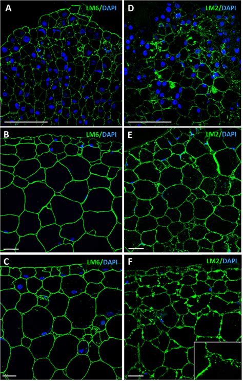 Frontiers Pectin De Methylesterification And Agp Increase Promote