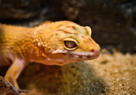premium photo close    gecko
