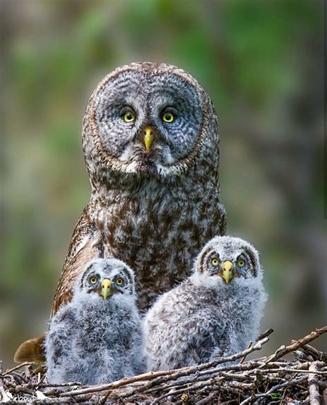 Pin By Rossella Tosetti On Cuccioli Di Gufo In 2024 Great Grey Owl