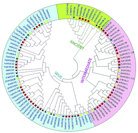 Phylogenetic Analysis Of The WOX Proteins Of Wheat Arabidopsis Rice