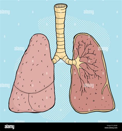 Cartoon Human Lungs Cross Section Hi Res Stock Photography And Images