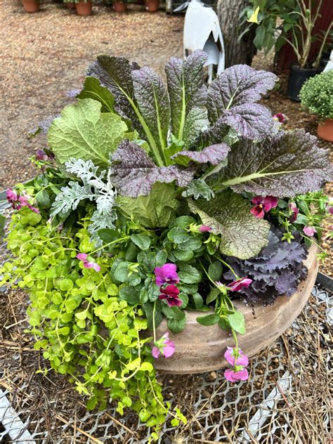 Ornamental Cabbage, Kale and Greens! - Good Earth Garden Center