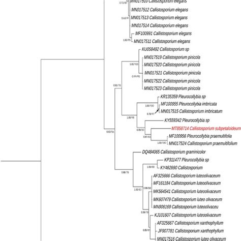 Phylogeny Of Selected Members Based On A Bayesian And Maximum