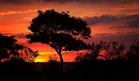 Sunrises And Sunsets Silhouette Trees HD Wallpaper Rare Gallery