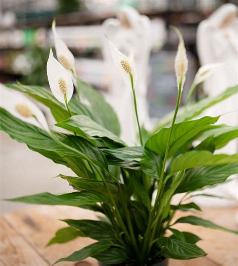 How To Care For Your Peace Lily Easy Plants To Grow Peace Lily Tropical House Plants