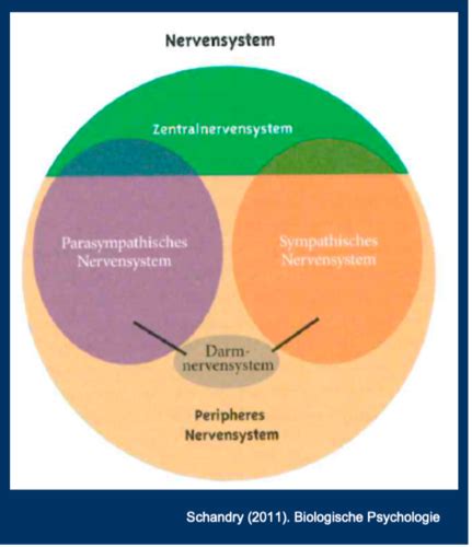 Vegetatives Nervensystem Karteikarten Quizlet