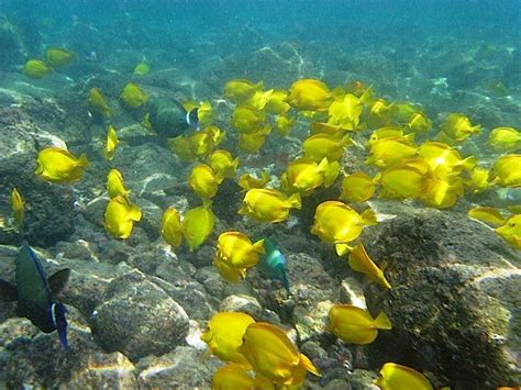 Yellow Tang Hawaii Fish Pet Pets Favorite Places