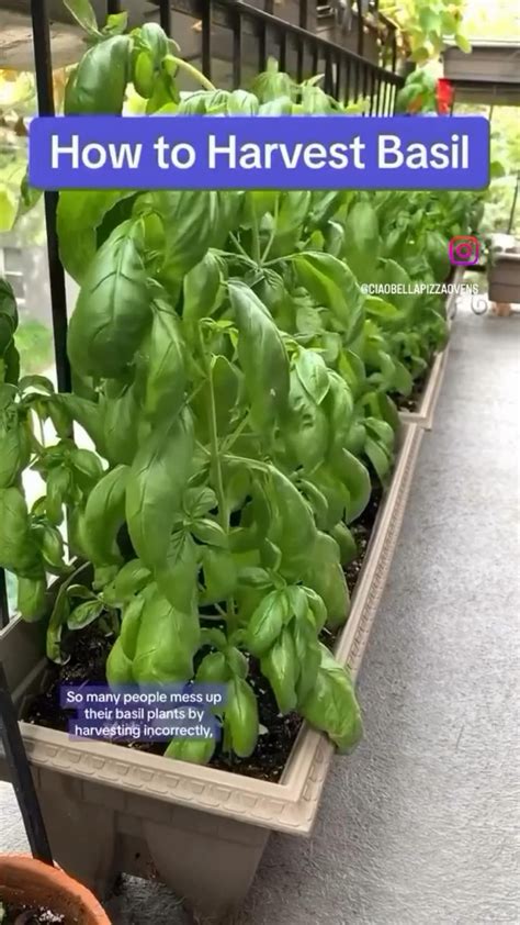 How To Trim Basil For Big Bushy Plants And Larger Yields Artofit