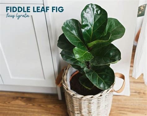 12 Popular House Plants For Your Home Growfully