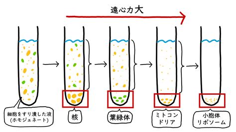 細胞分画法 Okke