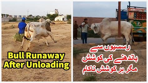 Bull Runaway During First Truck Unloading Northern Bypass Mandi YouTube