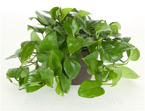 Jade Pothos House Plants Plants Pothos Plant