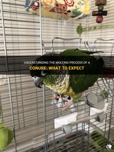 Understanding The Molting Process Of A Conure What To Expect PetShun