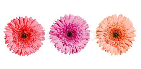 Tre Gerbera Blomster I Lyser De Farver Isoleret P Hvid Baggrund