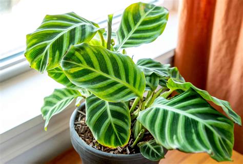 How to Grow and Care for Calathea Zebrina (Zebra Plant)