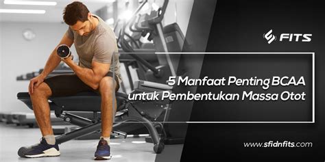 Sfidn Fits Blog 5 Manfaat Penting Bcaa Untuk Pembentukan Massa Otot