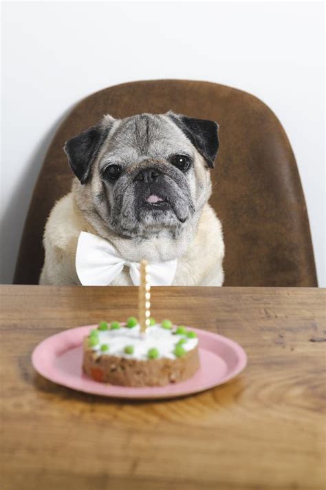 Pug Breed Dog Celebrating His Birthday With A Cake Stock Image Image