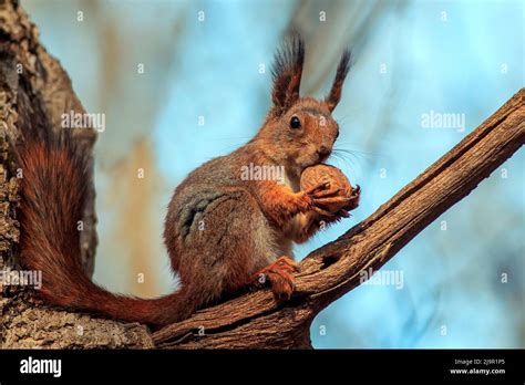 Cute Fluffy Squirrel Sitting On A Tree And Gnawing A Large Walnut Stock