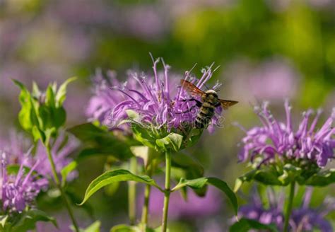 A Bee Balm Garden With A Flying Bumble Bee On One Of Its Blooms Stock