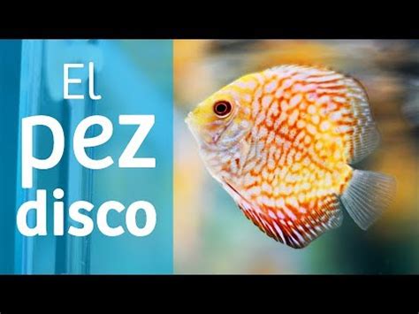 Descubre cómo duermen los peces disco Guía completa Reefcentral org