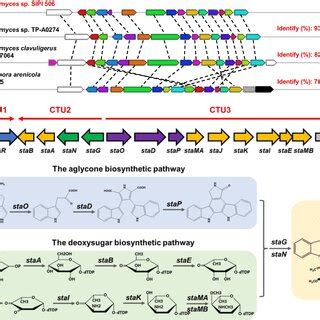 The Bgc Of Staurosporine And Its Biosynthetic Pathway A The Bgc Of