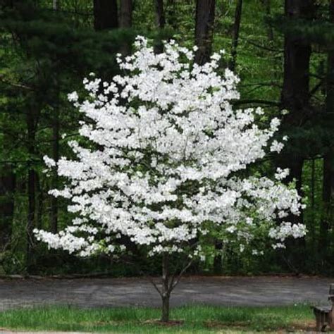 White Flowering Dogwood 2.5 Pot - Etsy