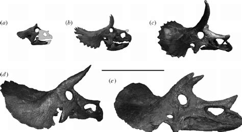 Triceratops Growth