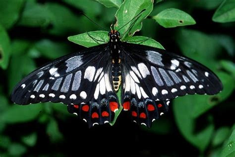 Dainty Swallowtail Dingy Swallowtail Or Small Citrus Butterfly