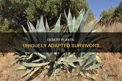 Desert Plants: Uniquely Adapted Survivors | ShunCy