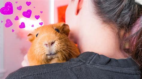 💜 Signs Your Guinea Pig Loves You 💜 Youtube