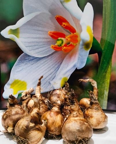 Nie Yca Letnia Leucojum Gravetye Giant Szt Wild Lilly