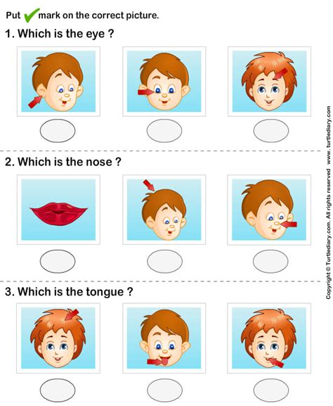 Parts Of The Face Worksheet.pdf