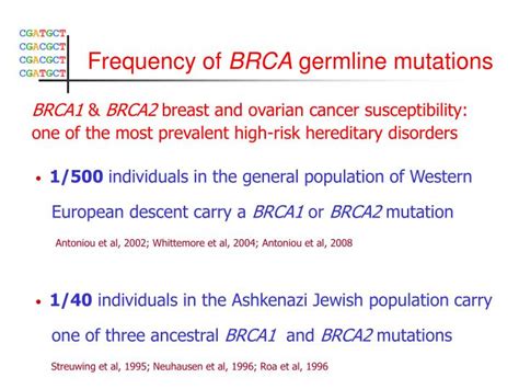 Ppt Mutations In The Brca And Brca Breast Cancer Susceptibility