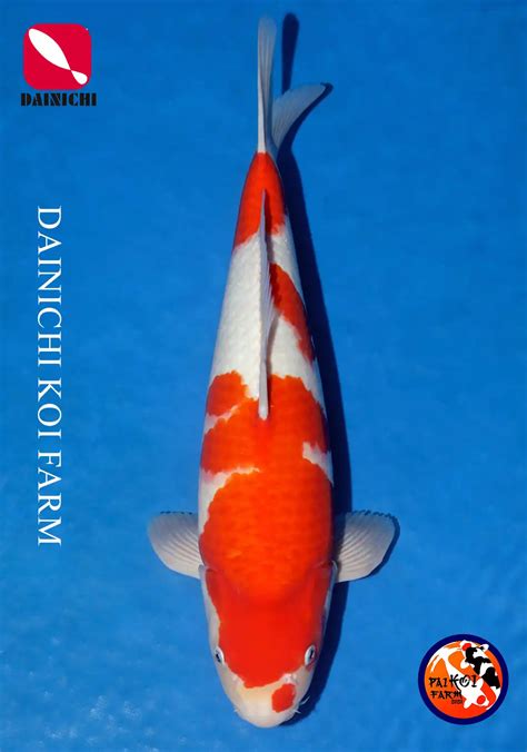 0024 Kohaku Dainichi Koi Farm ไปโคยฟารม