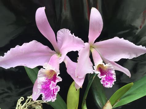 Orquídea Cattleya mossiae Growing Orchids Orchid Flowers Cattleya