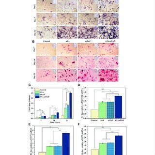 Osteogenic Differentiation Ability Of Mc T E Cells Cultured In Vitro