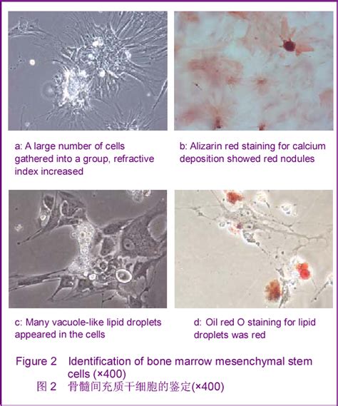 Figure 1 from Labeling and tracing bone marrow mesenchymal stem cells ...