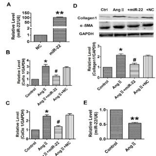 Forced Expression Of MiR 22 Attenuated Ang II Induced Fibrogenesis In