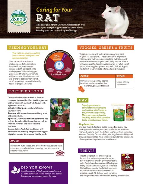 Caring For Your Rat Specialised Animal Nutrition Pty Ltd