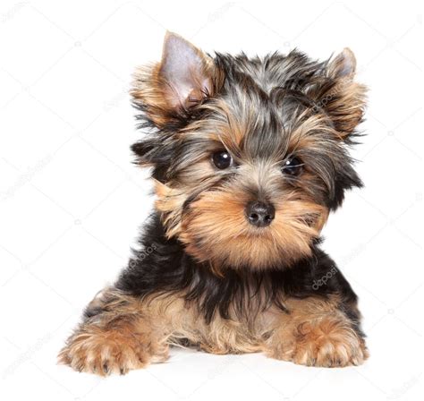 Yorkshire Terrier Close Up Portrait Stock Photo FotoJagodka 6188561