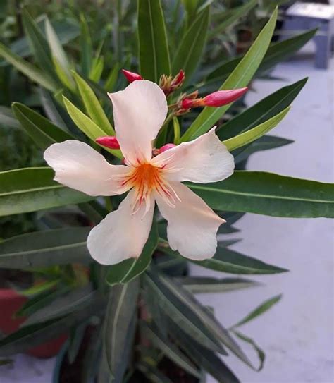 Oleander Angiolo Pucci kajsija sadnica 50 70cm kataloška prodaja