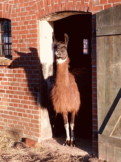 Soraya Lamast Dein Weg Mit Dem Lama