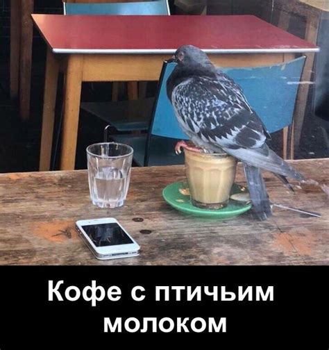 Кофе с птичьим молоком #кофе #птицы #голуби #юмор #прикол #фотоприкол ...
