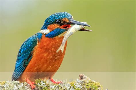 Kingfisher Male With Fish Scotland