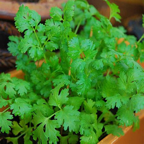 Cilantro Seeds Coriandrum Sativum Santo Herb Seed